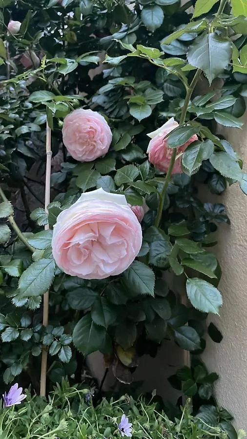 Gli Agrumi Giustenice 0*,